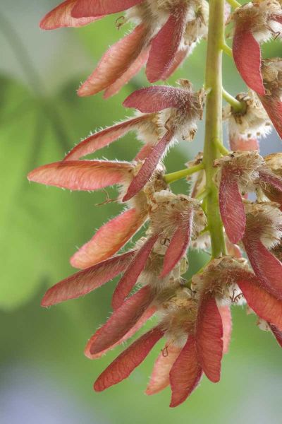 Washington, Seabeck Close-up of maple tree seeds